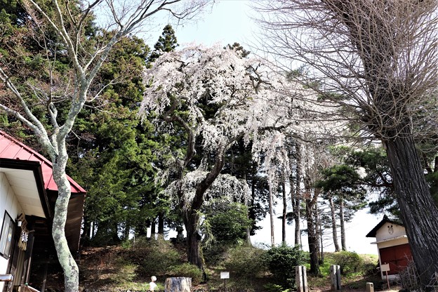 古御堂の枝垂れ桜
