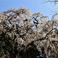 写真: 咲き揃った枝垂れ桜