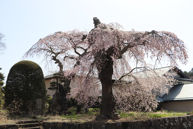 高森観音堂古木の枝垂桜
