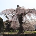 高森観音堂古木の枝垂桜