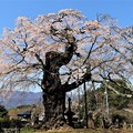 愛宕山観音堂の古木の一本枝垂桜