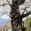写真: 愛宕山観音堂古木の枝垂桜