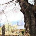 写真: 古木の枝垂桜