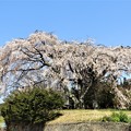 Photos: 葛窪霊園霊園の古木の枝垂桜
