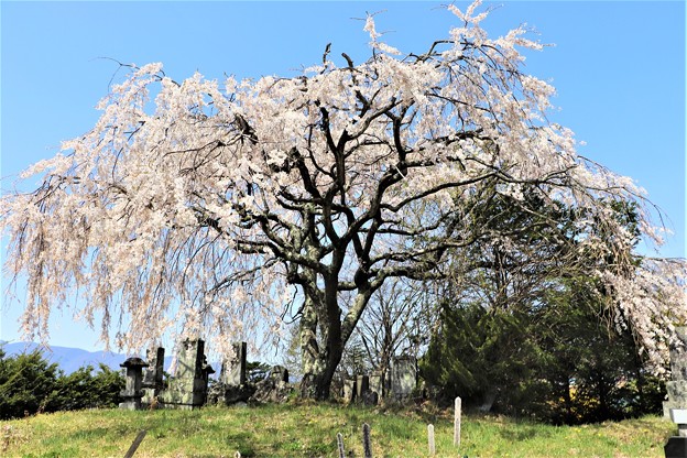 古木の枝垂桜