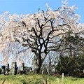 Photos: 古木の枝垂桜