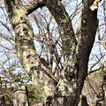 Photos: しだれ桜の幹