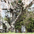 Photos: 古木の枝垂桜の根元