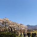 Photos: しだれ桜と八ヶ岳連峰