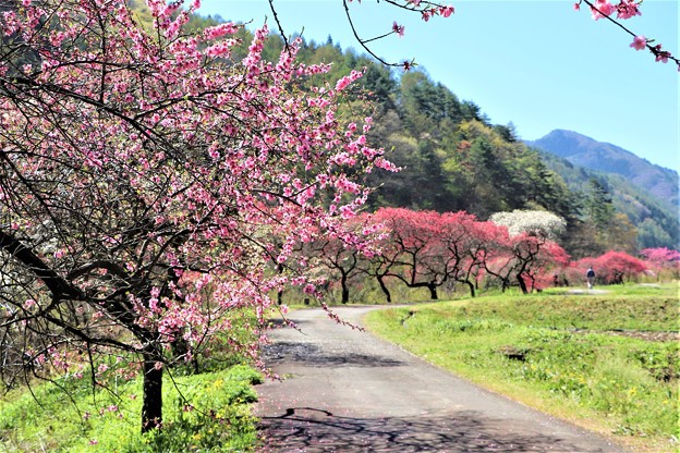 写真: 余里川沿いの花桃並木