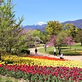写真: チューリップ花壇と常念岳