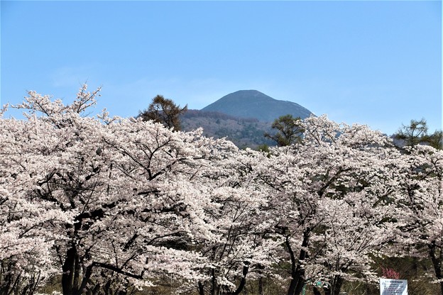 写真: 桜と蓼科山