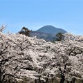 写真: 桜と蓼科山
