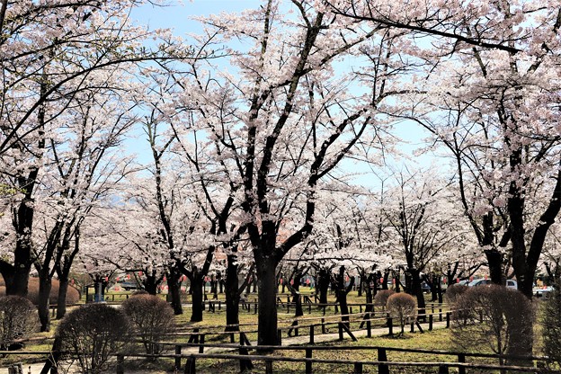 写真: 標高１２００ｍの信州で最終盤の桜