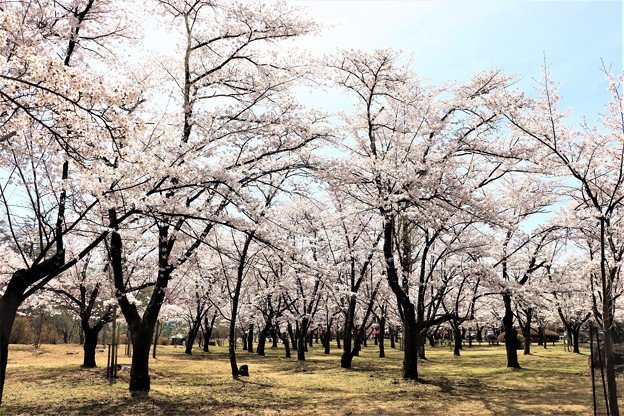 写真: 見渡す限り桜の回廊