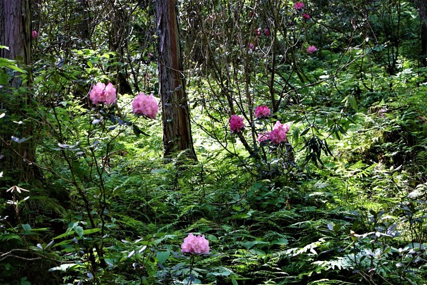 林の中にシャクナゲ咲き誇る
