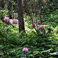 写真: 林の中にシャクナゲ咲き誇る