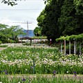 写真: 花菖蒲園