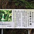 写真: 名勝・鳴沢の滝案内