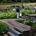 写真: 花菖蒲園の木道