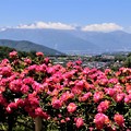 写真: アンネのバラと中央アルプスの山並み