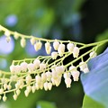 写真: スズランの木の花