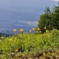 写真: 高原に咲くニッコウキスゲ