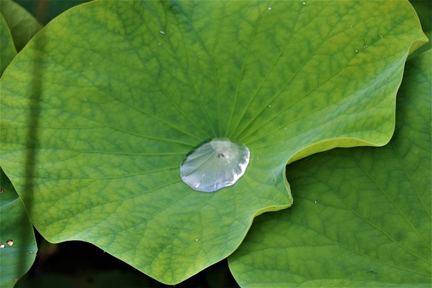 葉に丸く溜まった水滴「超撥水」