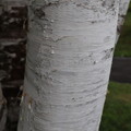 写真: シラカンバ(通称・シラカバ)の木肌