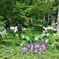 写真: 林の中で咲くヤマユリ