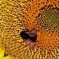 写真: 忙しく飛び回る蜜蜂