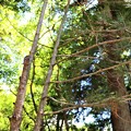写真: 伏見宮殿下お手植えの松