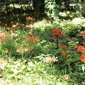 写真: 社叢で咲き誇るキツネノカミソリ