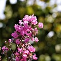 写真: サルスベリの花