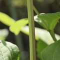 写真: 四角ヒマワリの茎