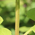 写真: 四角ヒマワリの茎