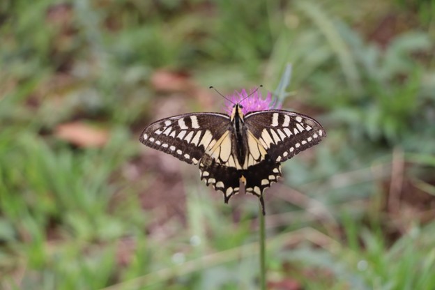 アザミにアゲハ蝶
