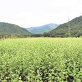 写真: 広大な蕎麦畑