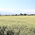 写真: 広大な蕎麦畑