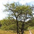 写真: エゾノコリンゴの木