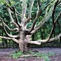 写真: タブノキの大木