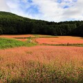 写真: 広大な赤そば畑