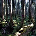 苔のコメツガの森
