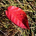 写真: 落葉ツタウルシの紅葉