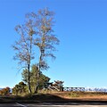 写真: シラカバの大木