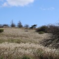 写真: ススキ草原