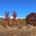 写真: 大カエデの紅葉と乗鞍岳