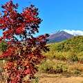 写真: カエデの紅葉と乗鞍岳