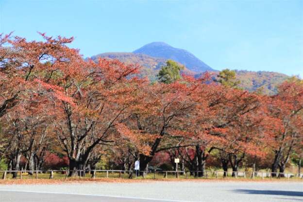 写真: 蓼科山と桜の紅葉