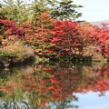 写真: 蓼科湖に映り込む紅葉